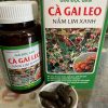 Cà gai leo-Nấm linh xanh 4